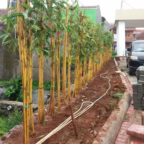 jual pohon bambu kuning